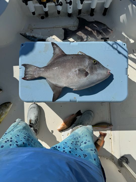 The image depicts an assortment of various saltwater fish, including a large triggerfish-like species, displayed in what appears to be a specialized fish handling or aquarium setup.